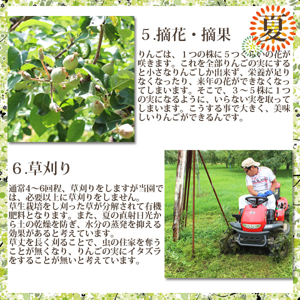 夏　5.りんごは、１つの株に５つくらいの花が咲きます。これを全部りんごの実にすると小さなりんごしか出来ず、栄養が足りなくなったり、来年の花ができなくなってしまいます。そこで、３～５株に１つの実になるように、いらない実を取ってしまいます。こうする事で大きく、美味しいりんごができるんです。6.通常4～6回程、草刈りをしますが当園では、必要以上に草刈りをしません。
草生栽培をし刈った草が分解されて有機肥料となります。また、夏の直射日光から土の乾燥を防ぎ、水分の蒸発を抑える効果があると考えています。