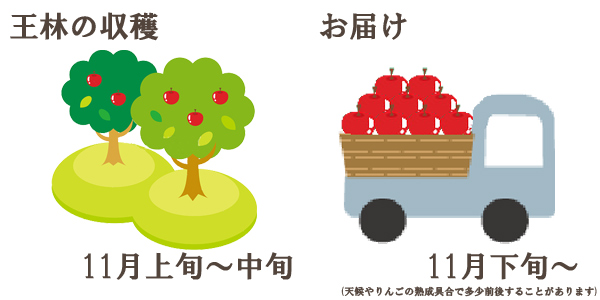 王林の収穫は11月上旬〜中旬お届けは11月下旬〜を予定しております。(天候やりんごの熟成具合で多少前後することがあります)