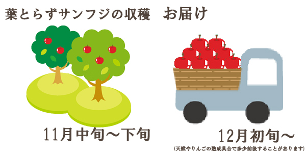 葉とらずサンふじの収穫は11月中旬〜下旬お届けは12月初旬〜を予定しております。(天候やりんごの熟成具合で多少前後することがあります)