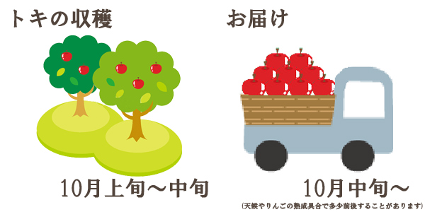 トキの収穫は10月上旬〜中旬お届けは10月中旬〜を予定しております。(天候やりんごの熟成具合で多少前後することがあります)