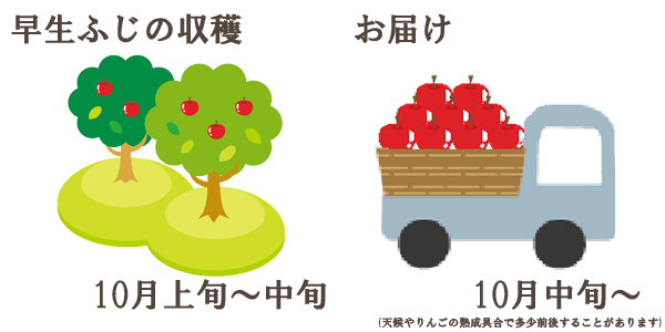 早生ふじの収穫は10月上旬〜中旬お届けは10月中旬〜を予定しております。(天候やりんごの熟成具合で多少前後することがあります)
