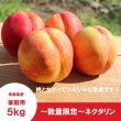 画像3: ※数量限定※　ネクタリン　家庭用　５kg（約23個）≪送料込≫ (3)