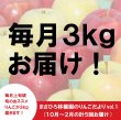 画像1: ※10月上旬〜発送※ まさひろ林檎園のりんごだよりvol.1 (10〜2月、毎月約3Kg一箱ずつお届け) ≪送料込≫ (1)