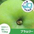 画像1: 【調理向き】 ブラムリー　１０kg（約32~40個）≪送料込≫ (1)