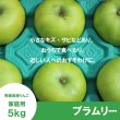 画像2: 【調理向き】 ブラムリー　家庭用　５kg（約10個）≪送料込≫ (2)