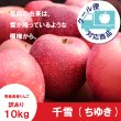 画像1: ※10月中旬〜下旬発送※ 千雪　訳あり　１０kg（約40個前後）≪送料込≫ (1)
