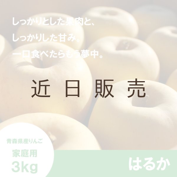画像1: はるか　家庭用　 ３kg（約9-12個）≪送料込≫ (1)
