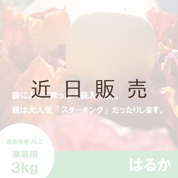 画像3: はるか　家庭用　 ３kg（約9-12個）≪送料込≫ (3)