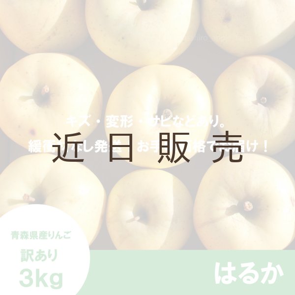画像2: はるか　訳あり　３kg（約10個程度）≪送料込≫ (2)