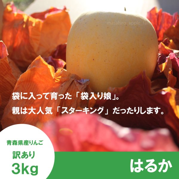 画像3: はるか　訳あり　３kg（約10個程度）≪送料込≫ (3)