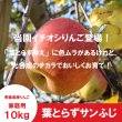 画像1: ※12月上旬発送※ 葉とらずサンふじ　家庭用　１０kg（約28-40個）≪送料込≫ (1)