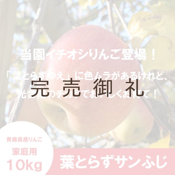 画像1: ※12月上旬発送※ 葉とらずサンふじ　家庭用　１０kg（約28-40個）≪送料込≫ (1)