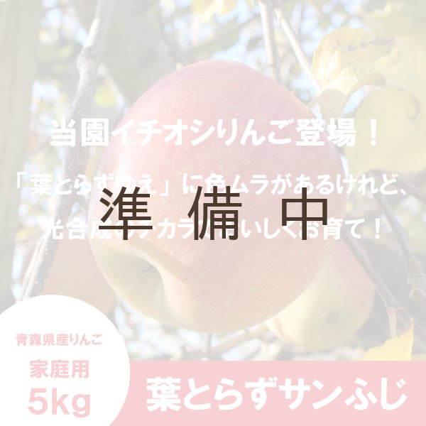 画像1: 葉とらずサンふじ　贈答用　５kg ≪送料込≫ (1)
