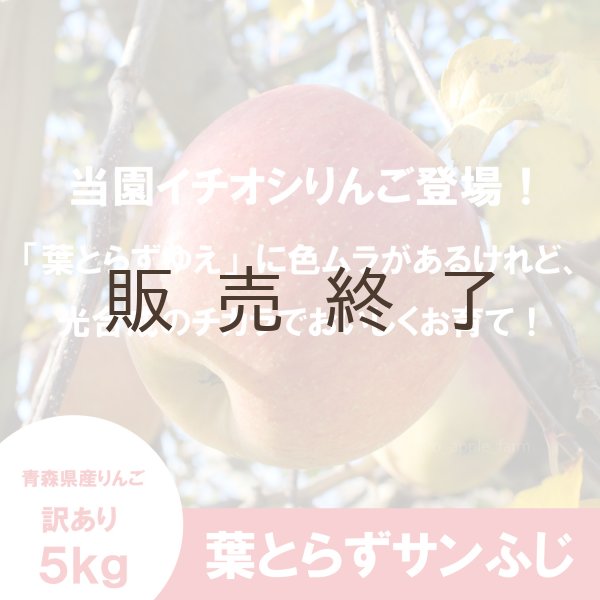 画像1: ※12月第二週発送予定※ 葉とらずサンふじ　訳あり　約５kg（約20個程度）≪送料込≫ (1)