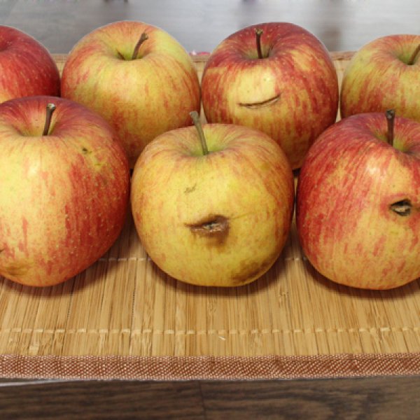 画像4: ※12月第二週発送予定※ 葉とらずサンふじ　訳あり　約５kg（約20個程度）≪送料込≫ (4)