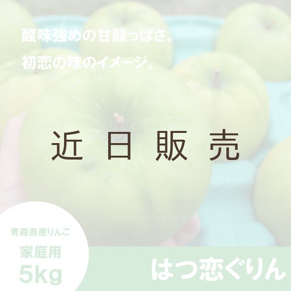画像1: 【調理向き】 はつ恋ぐりん　家庭用　５kg（約14〜20個）≪送料込≫ (1)