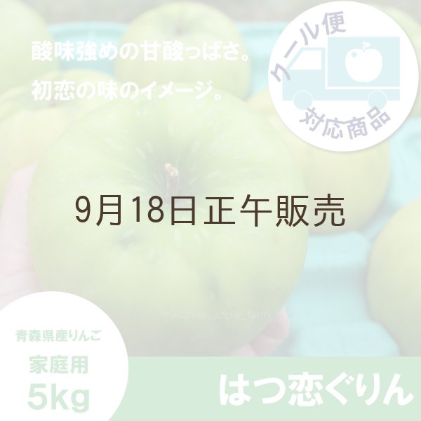画像1: ※10月中旬発送予定※【調理向き】 はつ恋ぐりん　家庭用　５kg（約14〜20個）≪送料込≫ (1)
