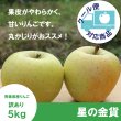 画像1: ※11月上旬発送※ 星の金貨　訳あり　５kg（約20個前後）≪送料込≫ (1)