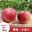 画像1: 華宝 -かほう-　訳あり　５kg（約20個程度）≪送料込≫ (1)
