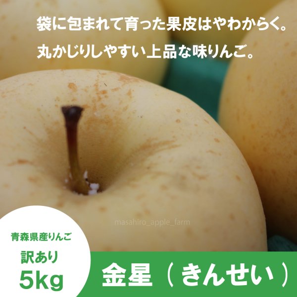 画像1: 金星　訳あり　５kg（約12-20個）≪送料込≫ (1)