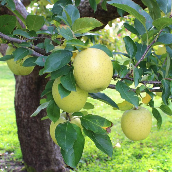 画像3: ※12月第二週発送予定※【ミックスセット】葉とらずサンふじ＆王林　家庭用　５kg ≪送料込≫ (3)