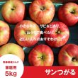 画像2: サンつがる　家庭用　５kg（約14-20個）≪送料込≫ (2)