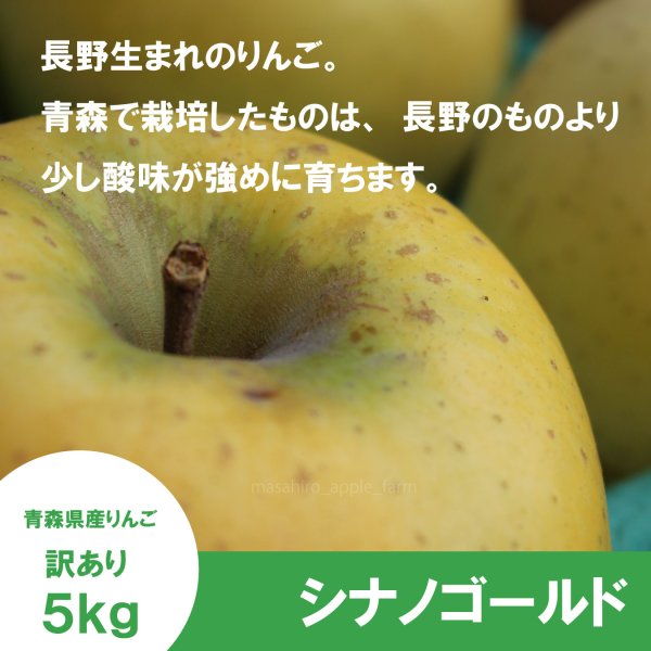 画像3: シナノゴールド　訳あり　５kg（約20個程度）≪送料込≫ (3)