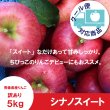 画像1: ※10月下旬発送※ シナノスイート　訳あり　５kg（約20個前後）≪送料込≫ (1)