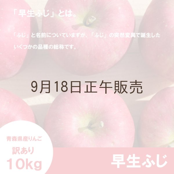 画像3: ※10月中旬発送予定※ 早生ふじ　訳あり　１０kg（約40個前後）≪送料込≫ (3)