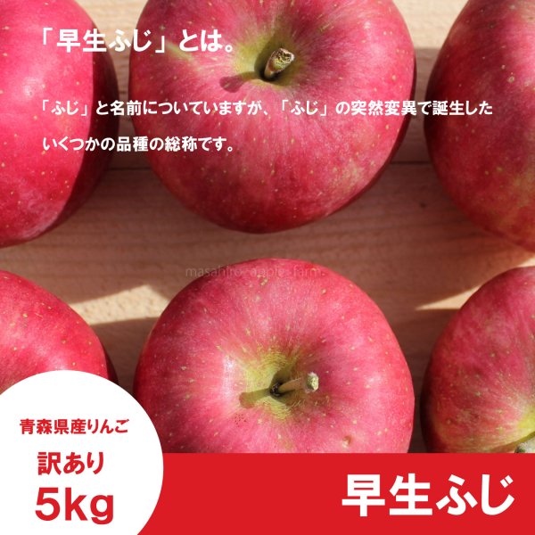画像3: 早生ふじ 訳あり 5kg(約20個前後) ≪送料込≫ (3)