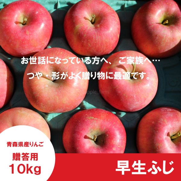 画像3: ※10月上〜中旬発送予定※ 早生ふじ　贈答用　１０kg（約9-12個） ≪送料込≫ (3)