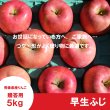 画像3: ※10月上〜中旬発送予定※ 早生ふじ　贈答用　５kg（約9-12個） ≪送料込≫ (3)