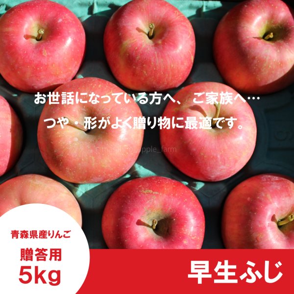 画像3: ※10月上〜中旬発送予定※ 早生ふじ　贈答用　５kg（約9-12個） ≪送料込≫ (3)