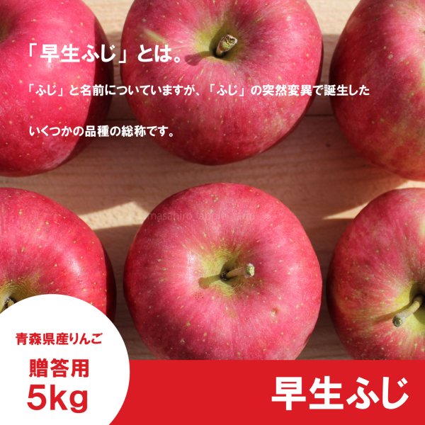 画像2: ※10月上〜中旬発送予定※ 早生ふじ　贈答用　５kg（約9-12個） ≪送料込≫ (2)