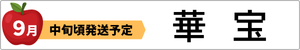 希少な新品種　華宝
