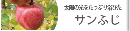 太陽の光をたっぷり浴びた　サンふじ