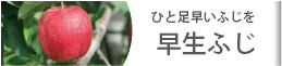 一足早いふじを　弘前（早生）ふじ