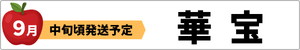 希少な新品種　華宝
