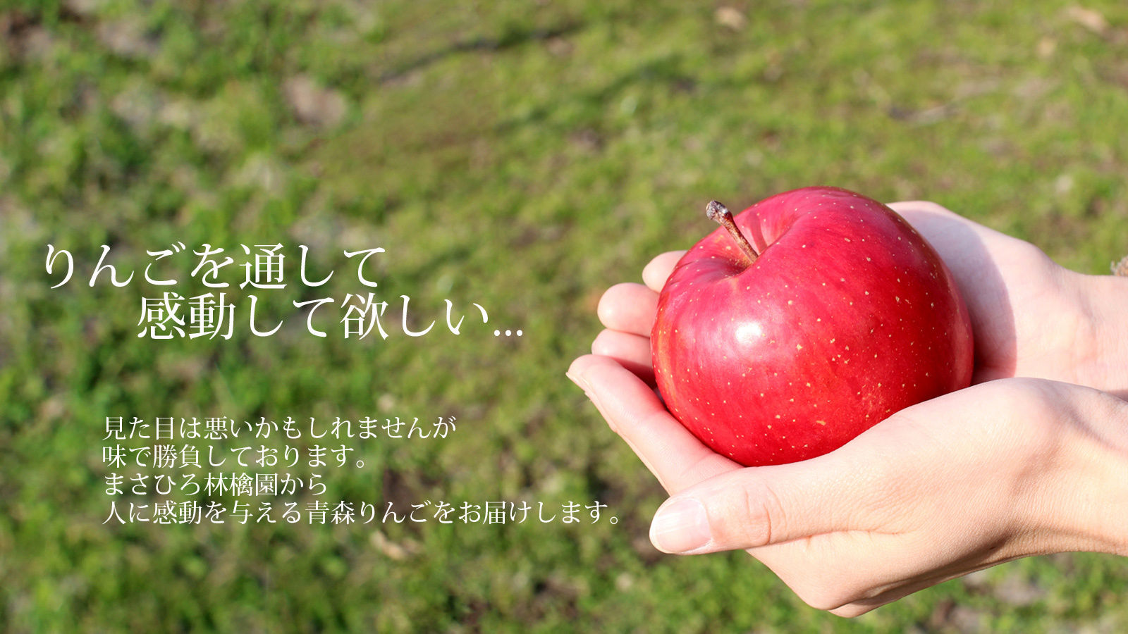 青森りんご通販 お取り寄せギフトは まさひろ林檎園 にお任せ 青森りんご通販 お取り寄せギフトは まさひろ林檎園 にお任せ