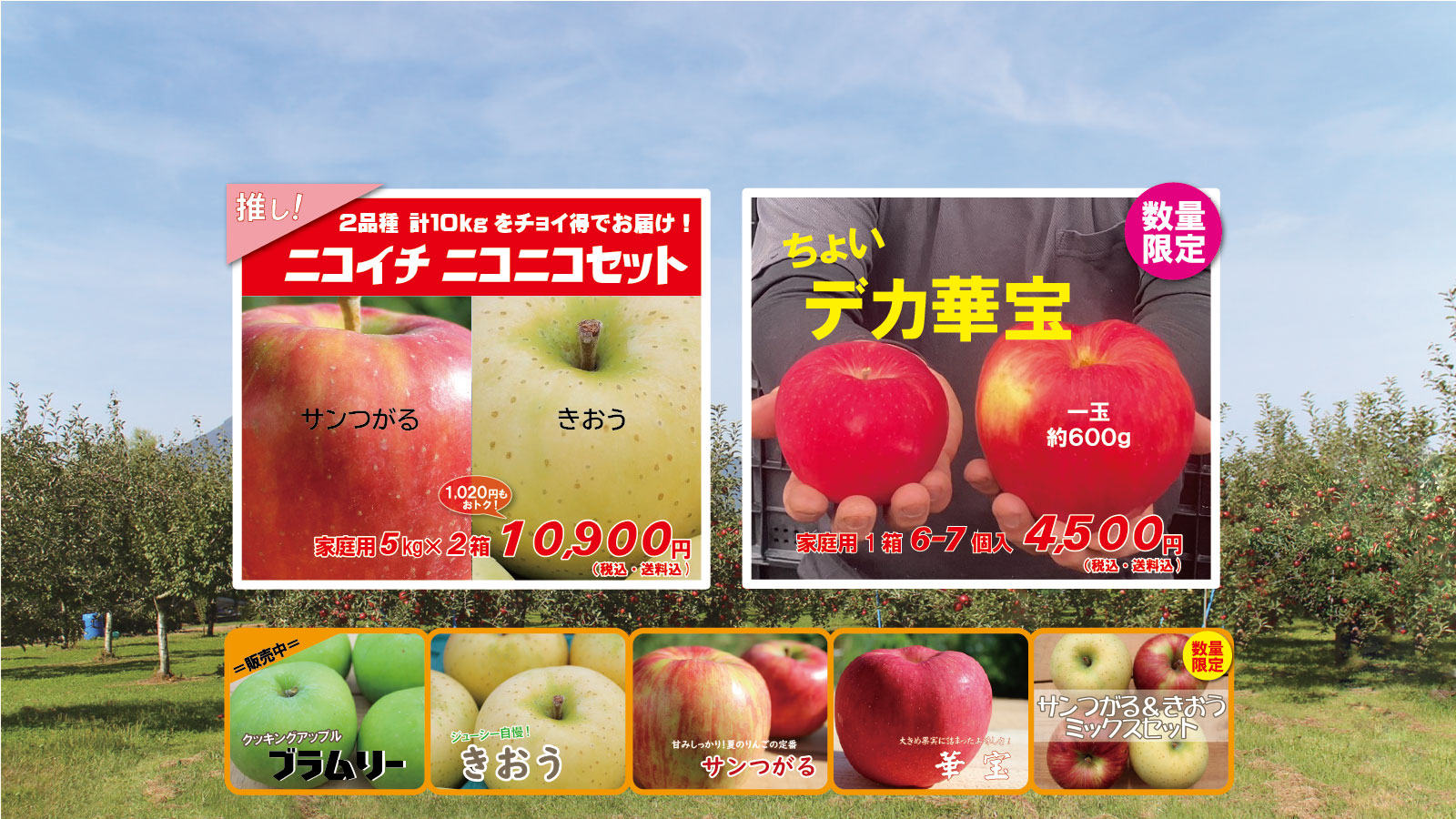 青森りんご｜産地直送・通販のまさひろ林檎園