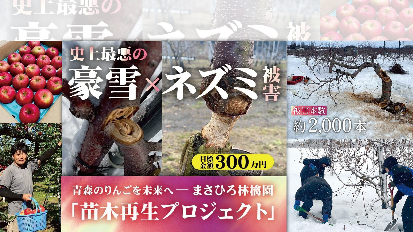 青森りんご｜産地直送・通販のまさひろ林檎園