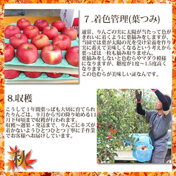 秋　7.着色管理通常、りんごの実に太陽が当たって色がきれいに着くように葉摘みをしますが、当園では葉が太陽の光を受け栄養を作り実に蓄えて美味しくなるという考えから葉っぱは一枚も摘み取りません。葉摘みをしないと色むらやマダラ模様になりますが、この色むらが美味しい証なんです。8.収穫こうして１年間大切に育てられたりんごは、９月から雪の降り始める１１月下旬頃まで収穫が行われます。収穫～選果・発送まで、りんごにキズが着かないようひとつひとつ丁寧に手作業でお客様でお届けしています。