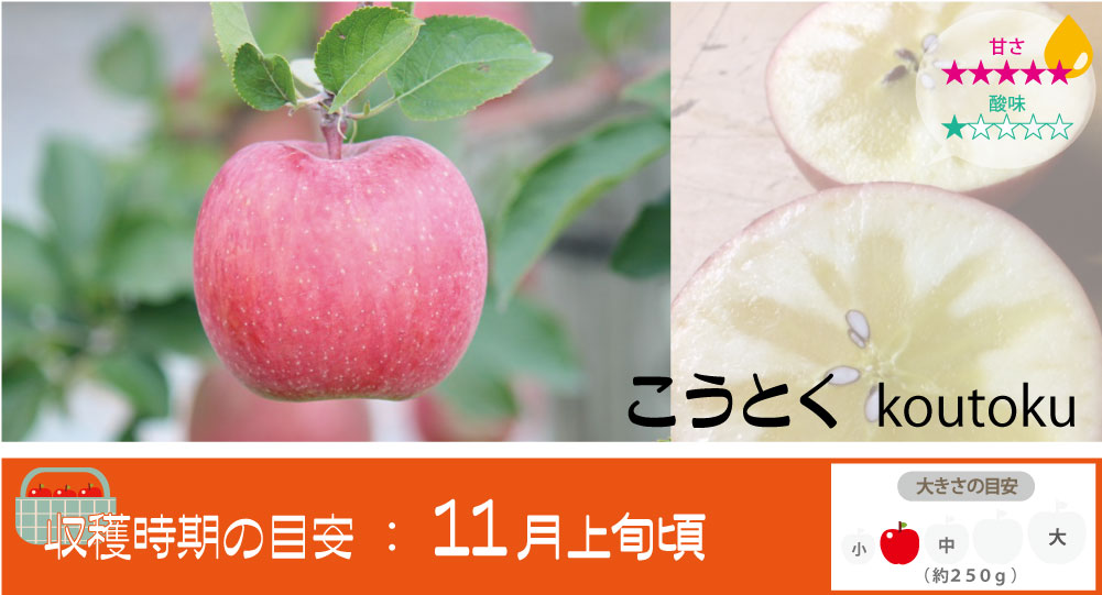 こうとく 青森りんご まさひろ林檎園 こうとく 青森りんご まさひろ林檎園
