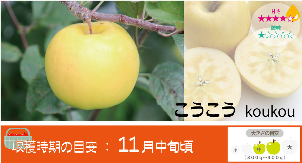 こうこう 青森りんご まさひろ林檎園 こうこう 青森りんご まさひろ林檎園