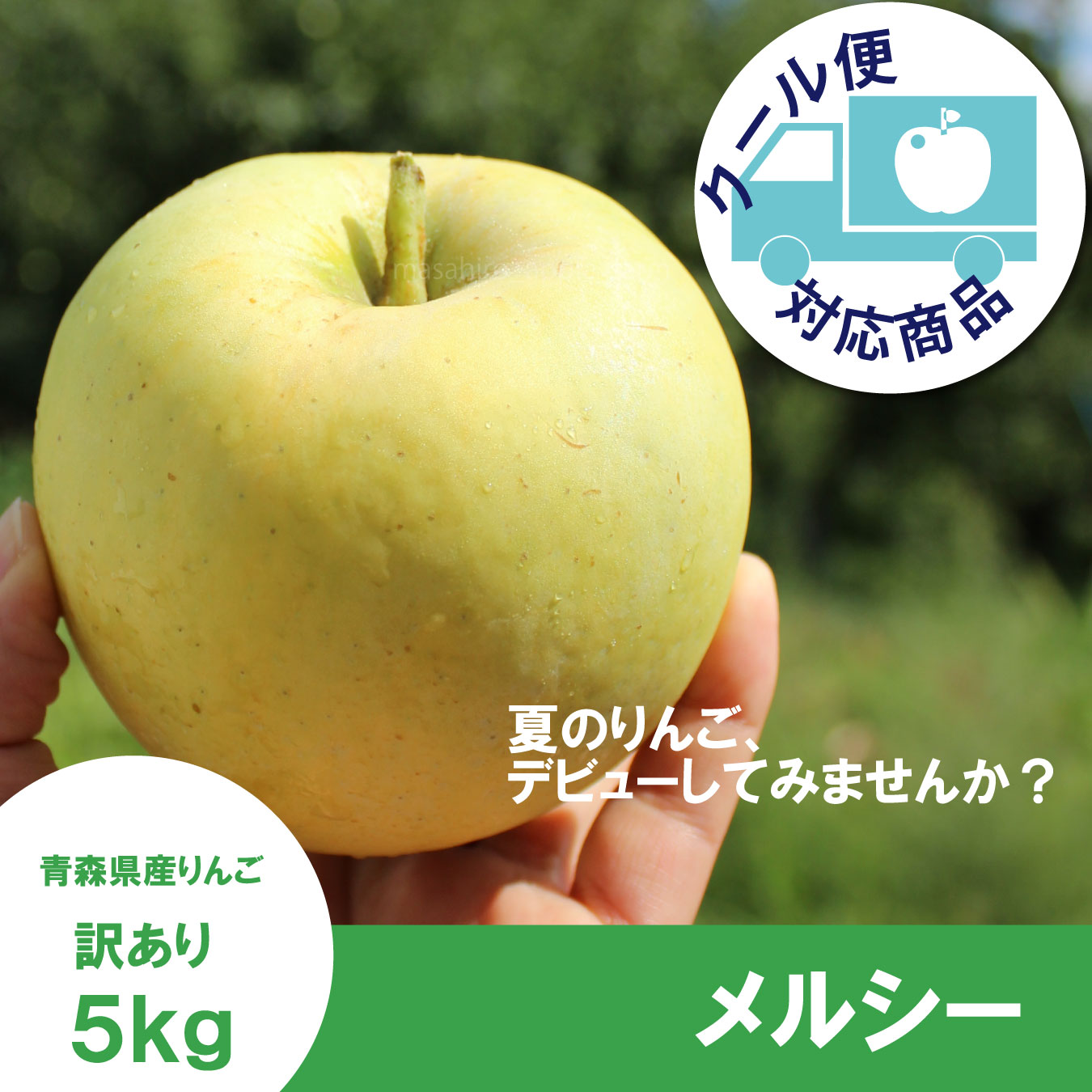※8月中旬発送予定※ メルシー　訳あり　５kg（約20個程度）≪送料込≫