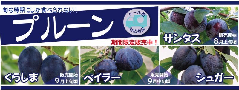 プルーン販売
