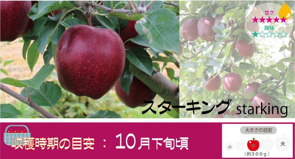 スターキング 青森りんご まさひろ林檎園